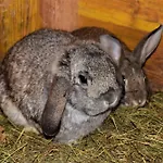 Unterkotgraben Gospodarstwo agroturystyczne *