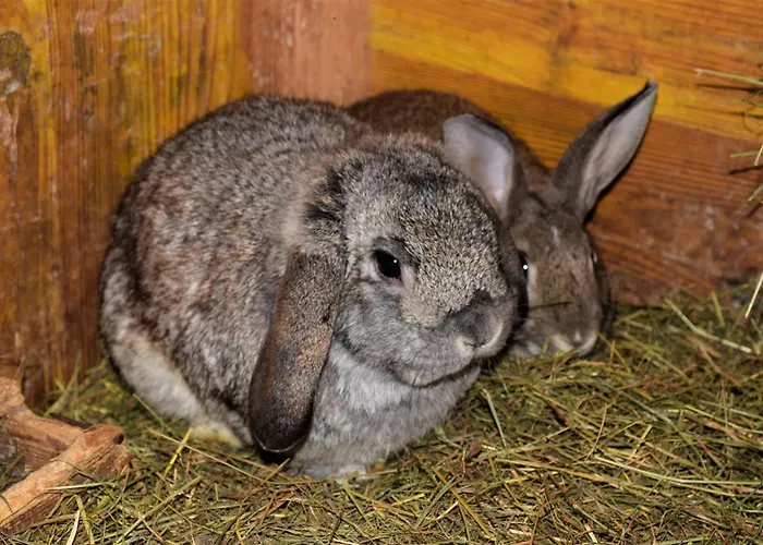 Unterkotgraben مزرعة للإقامة *