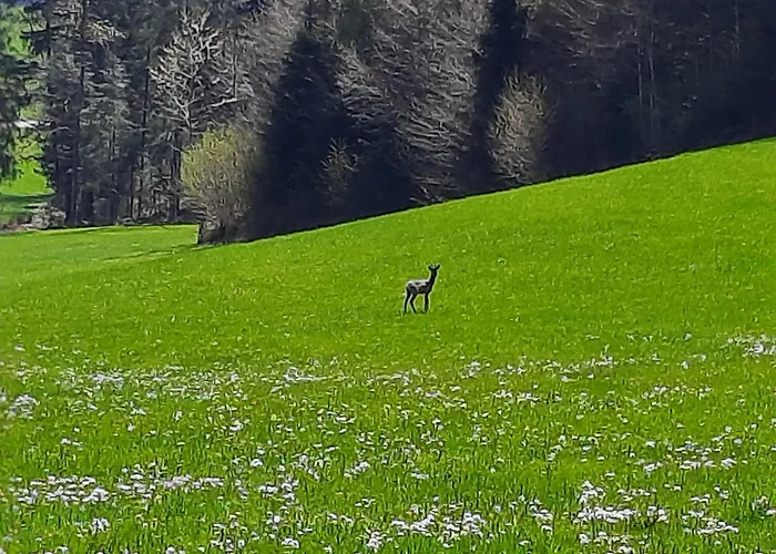 مزرعة للإقامة Unterkotgraben