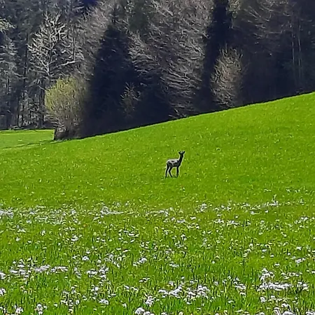 Bauernhof Unterkotgraben Familie Schmeißl
